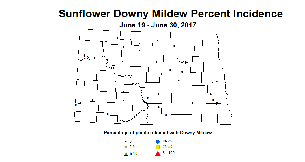 sunflower mildew 6 19 6 30