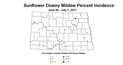sunflower mildew 2017 6 26 7 7