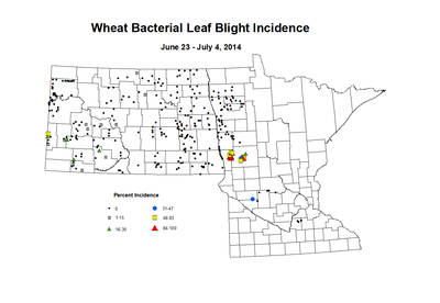 6 23 7 4 Wheat BLBI