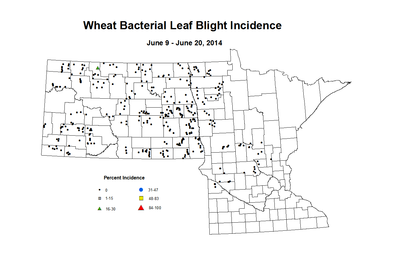 6 9 6 20 Wheat BLBI