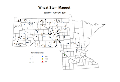 6 9 6 20 Wheat WS Maggot