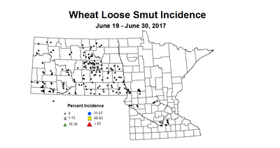 wheat LSI 6 19 6 30