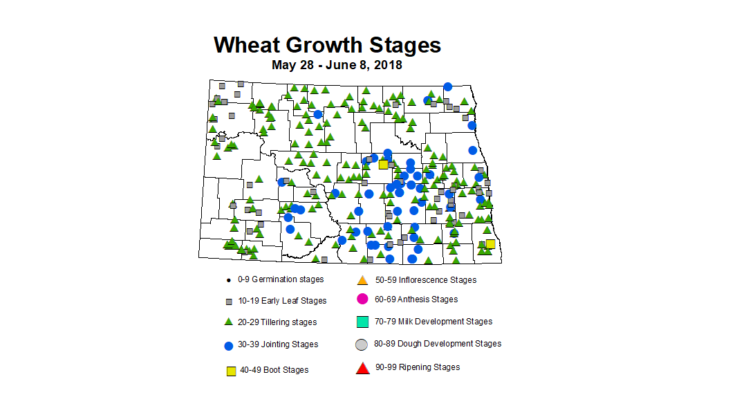 wheat zgs 5.28 6.8