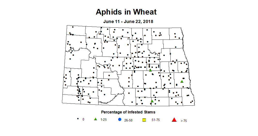 aphids