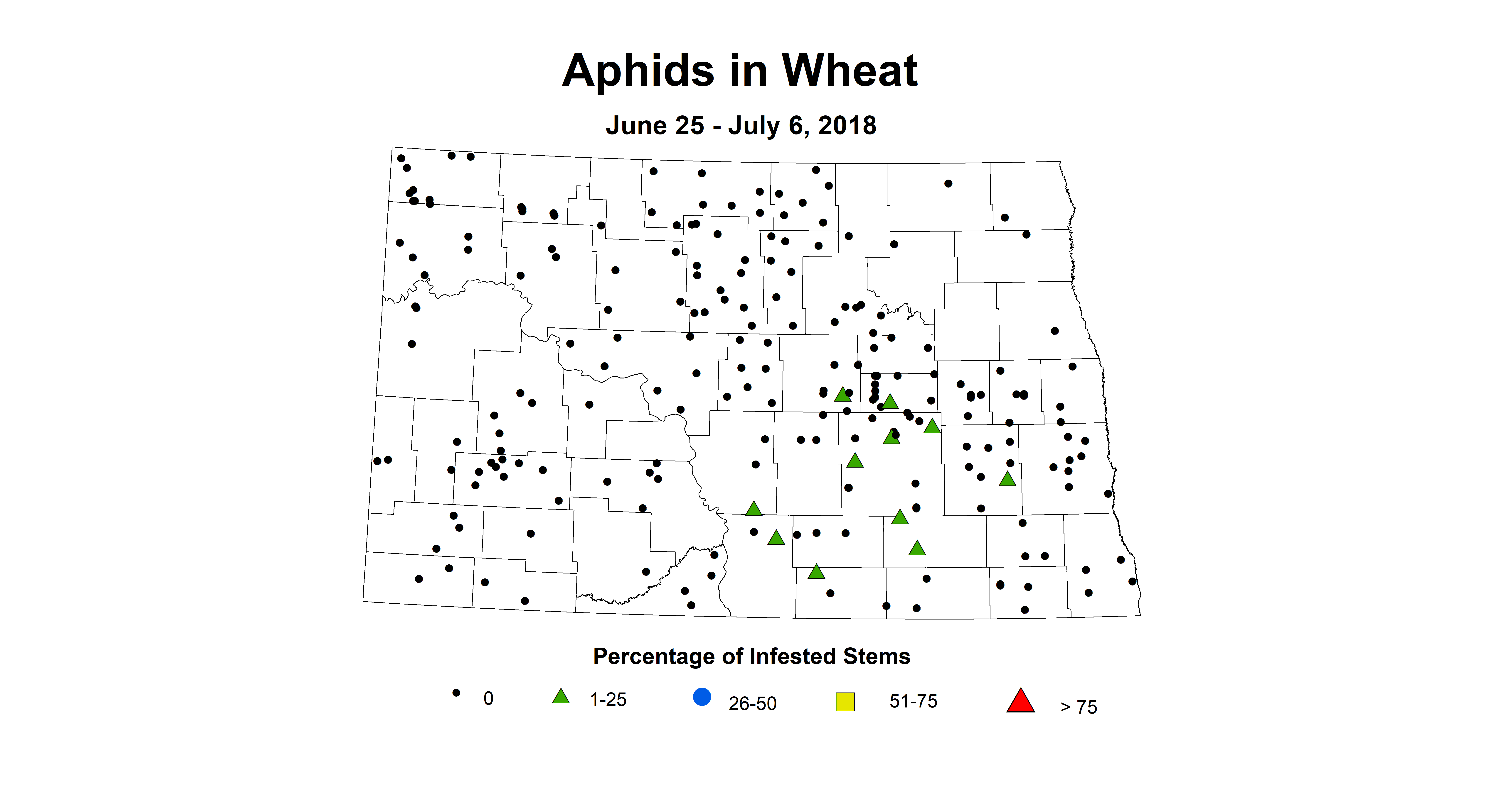 aphid