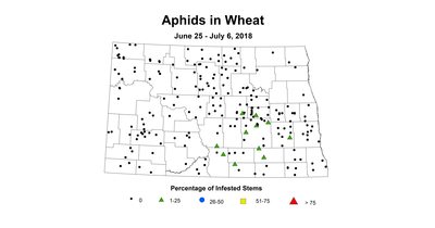 aphid