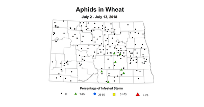 aphid