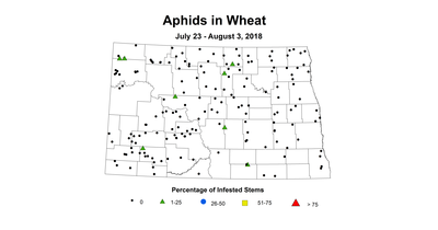 aphid
