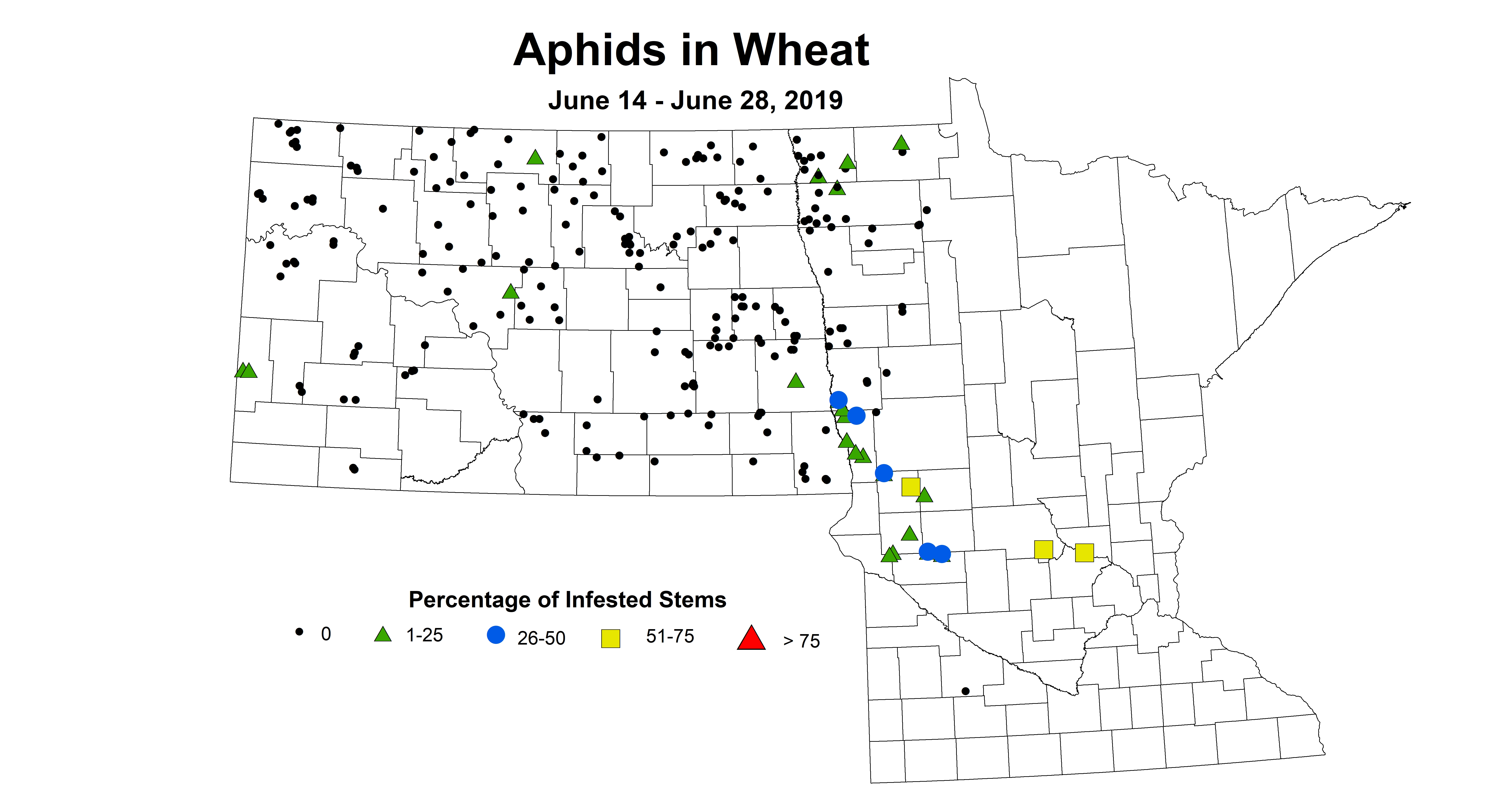 wheat aphid