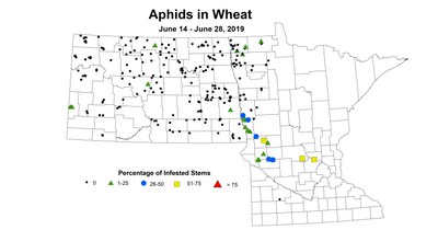 wheat aphid