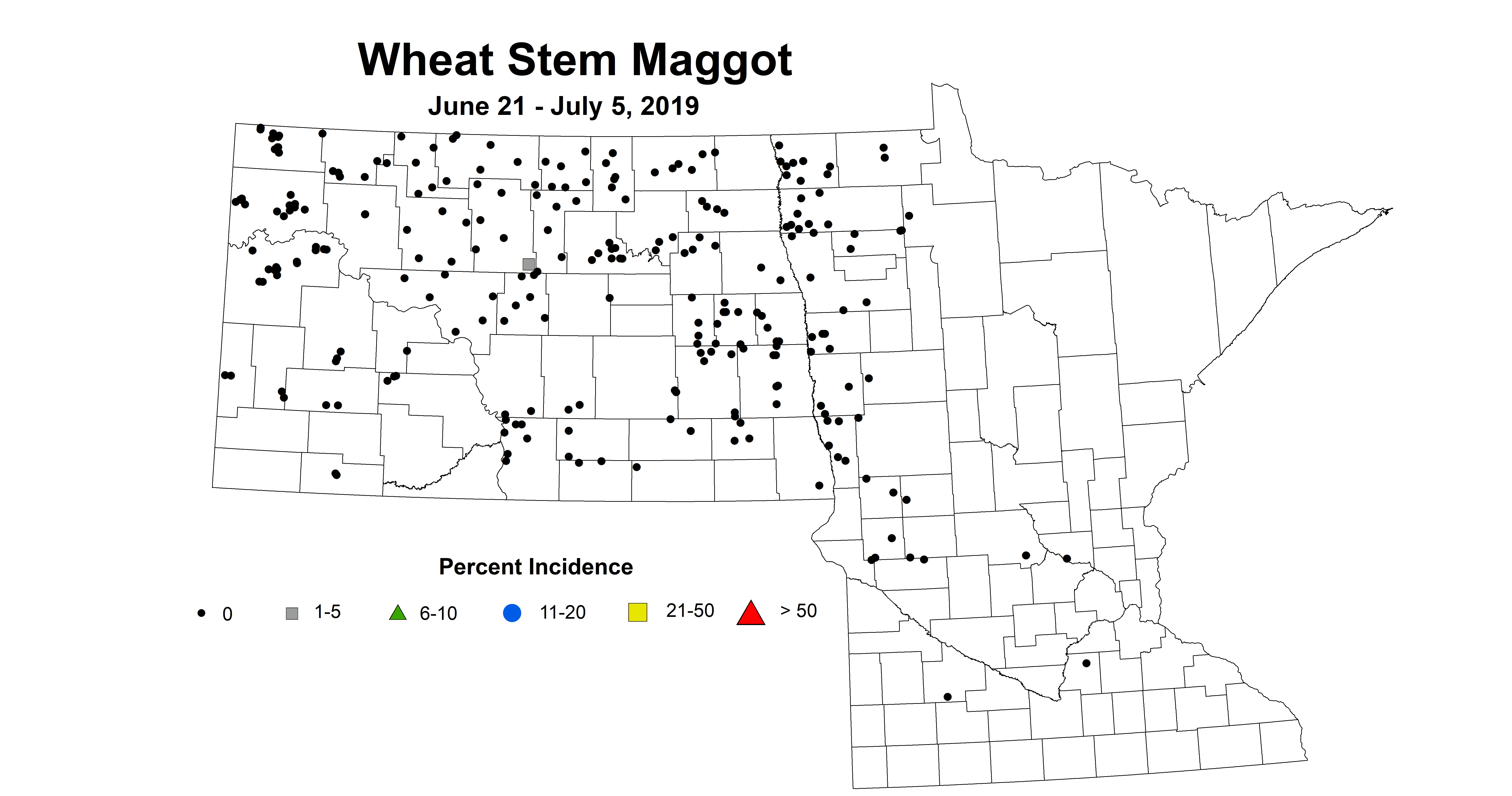 maggot