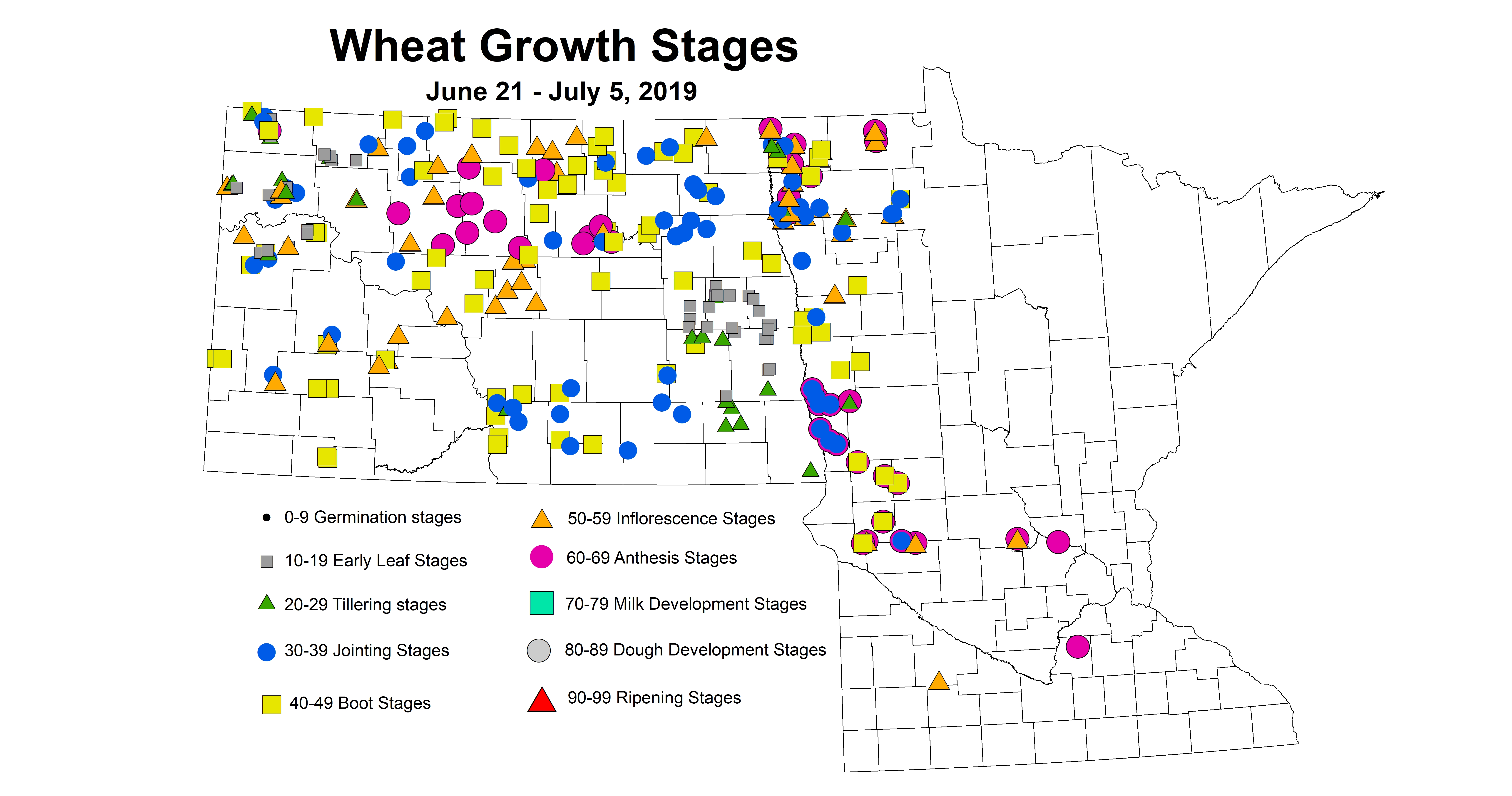 wheat zgs