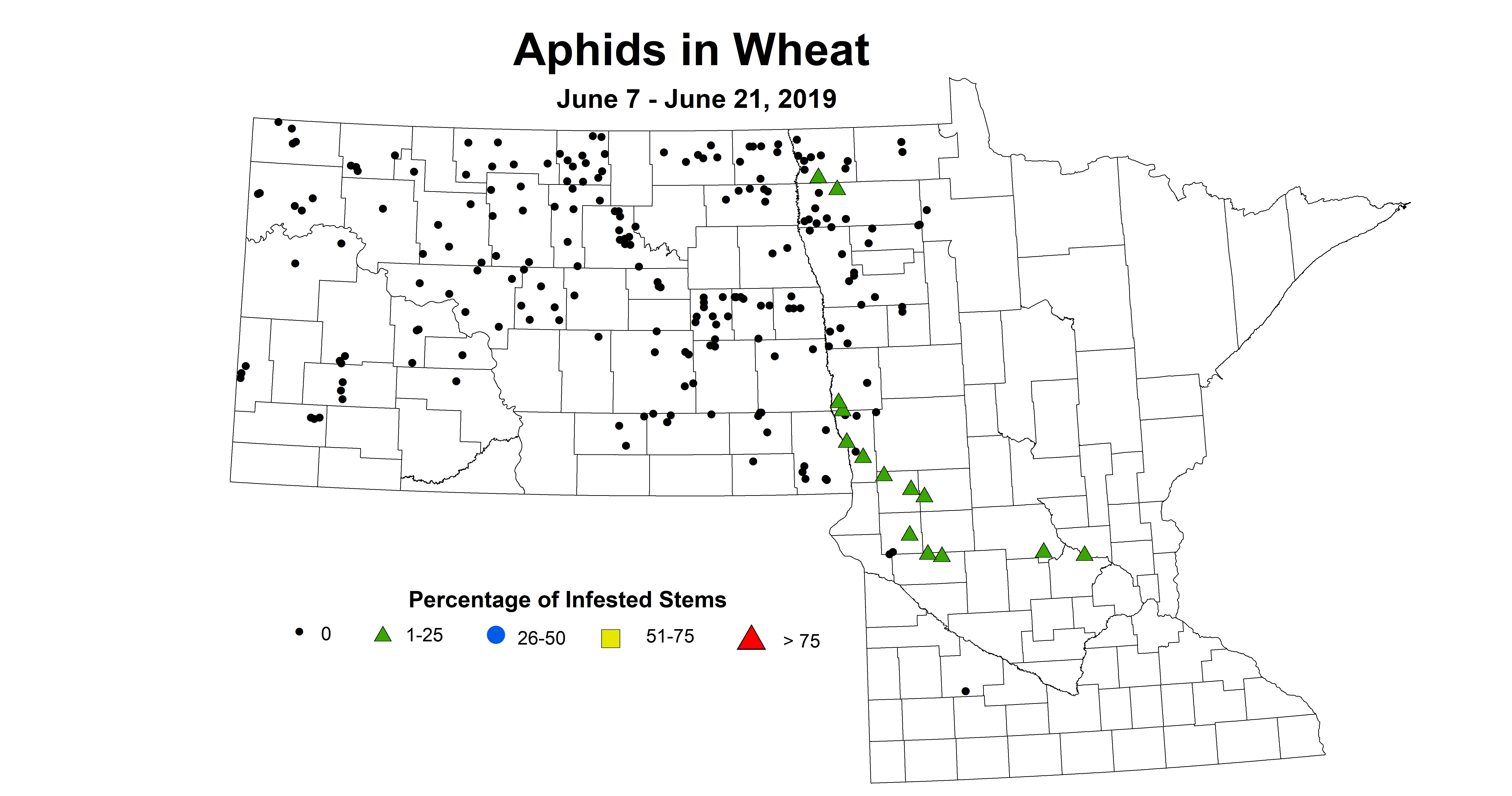 wheat aphid