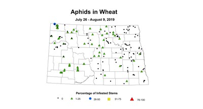 aphid