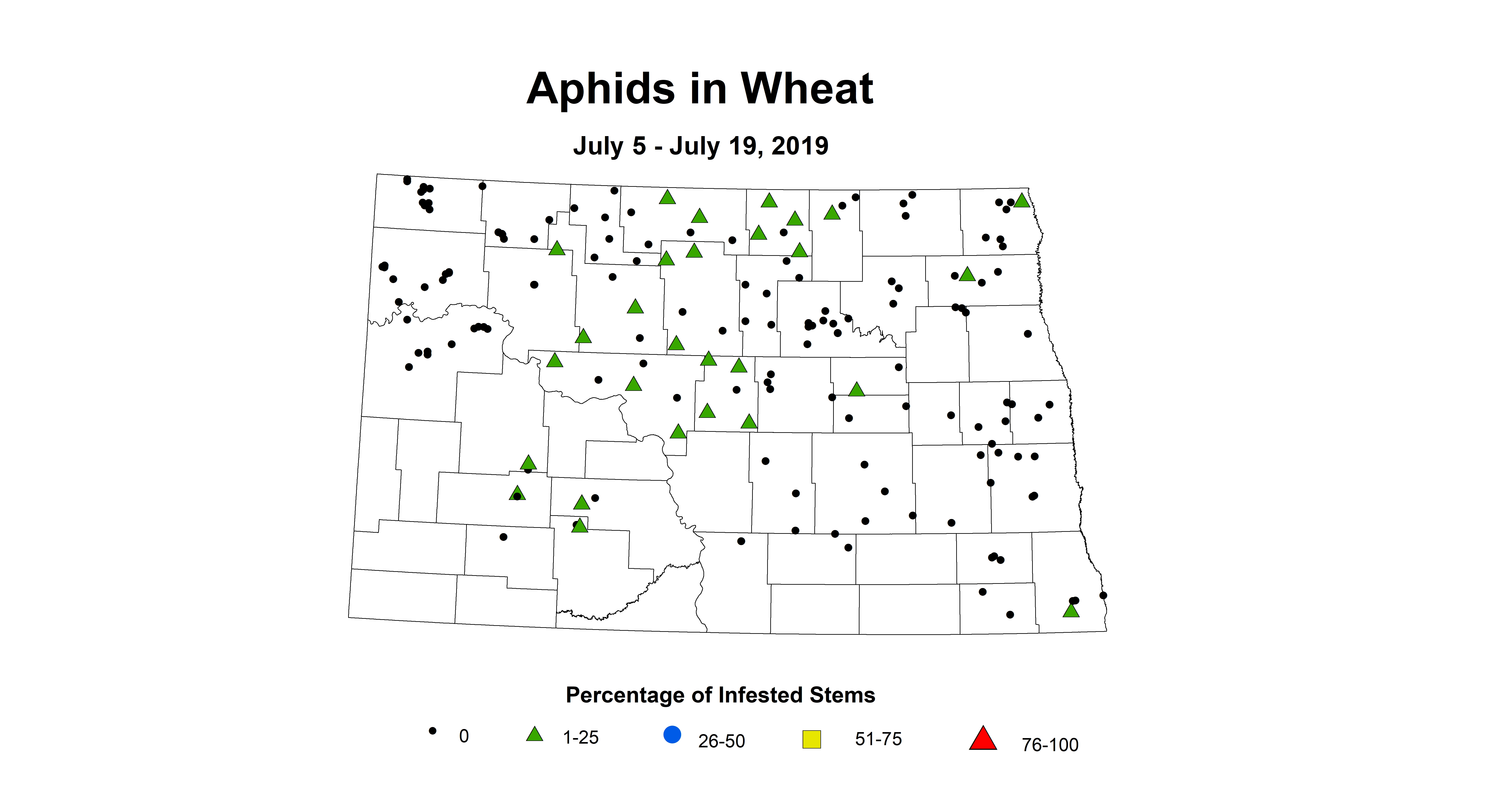 aphid