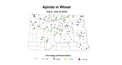 aphid