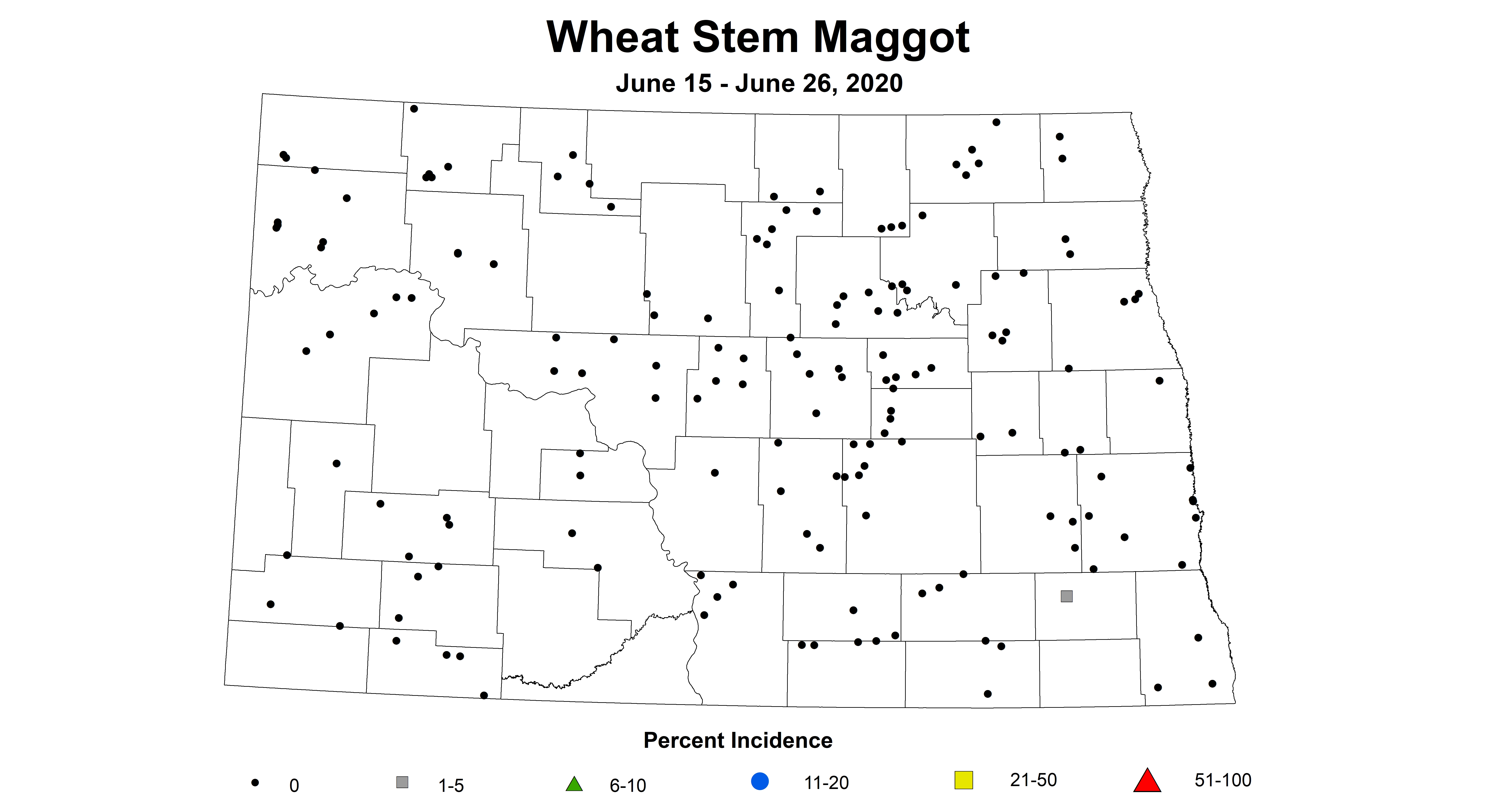 maggot