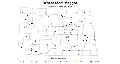 maggot