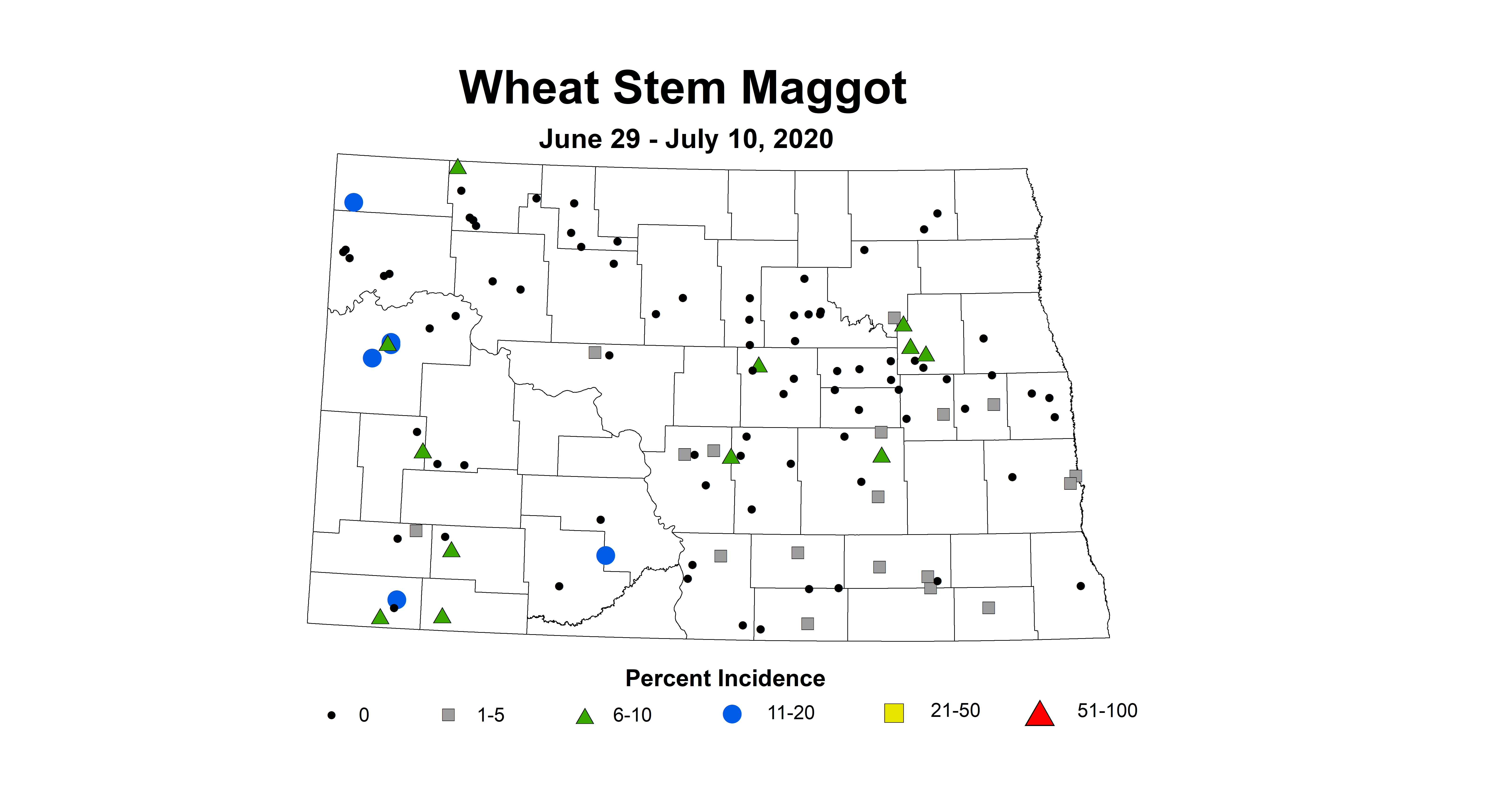 maggot