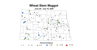 maggot