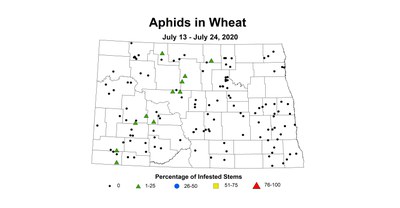aphid
