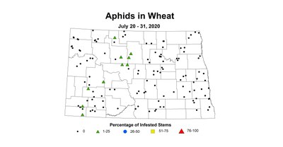 aphid