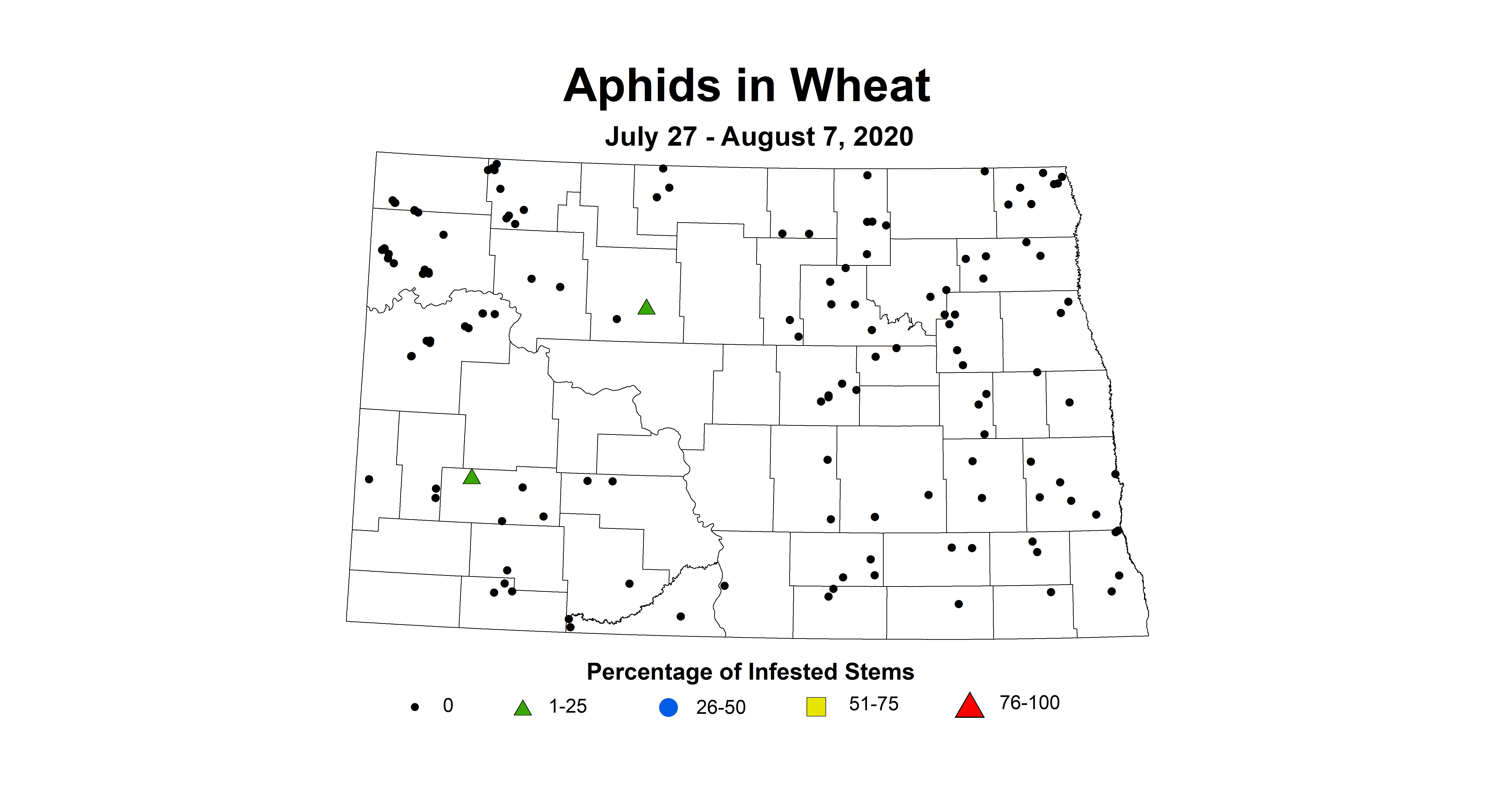 aphid