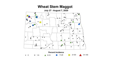 maggot