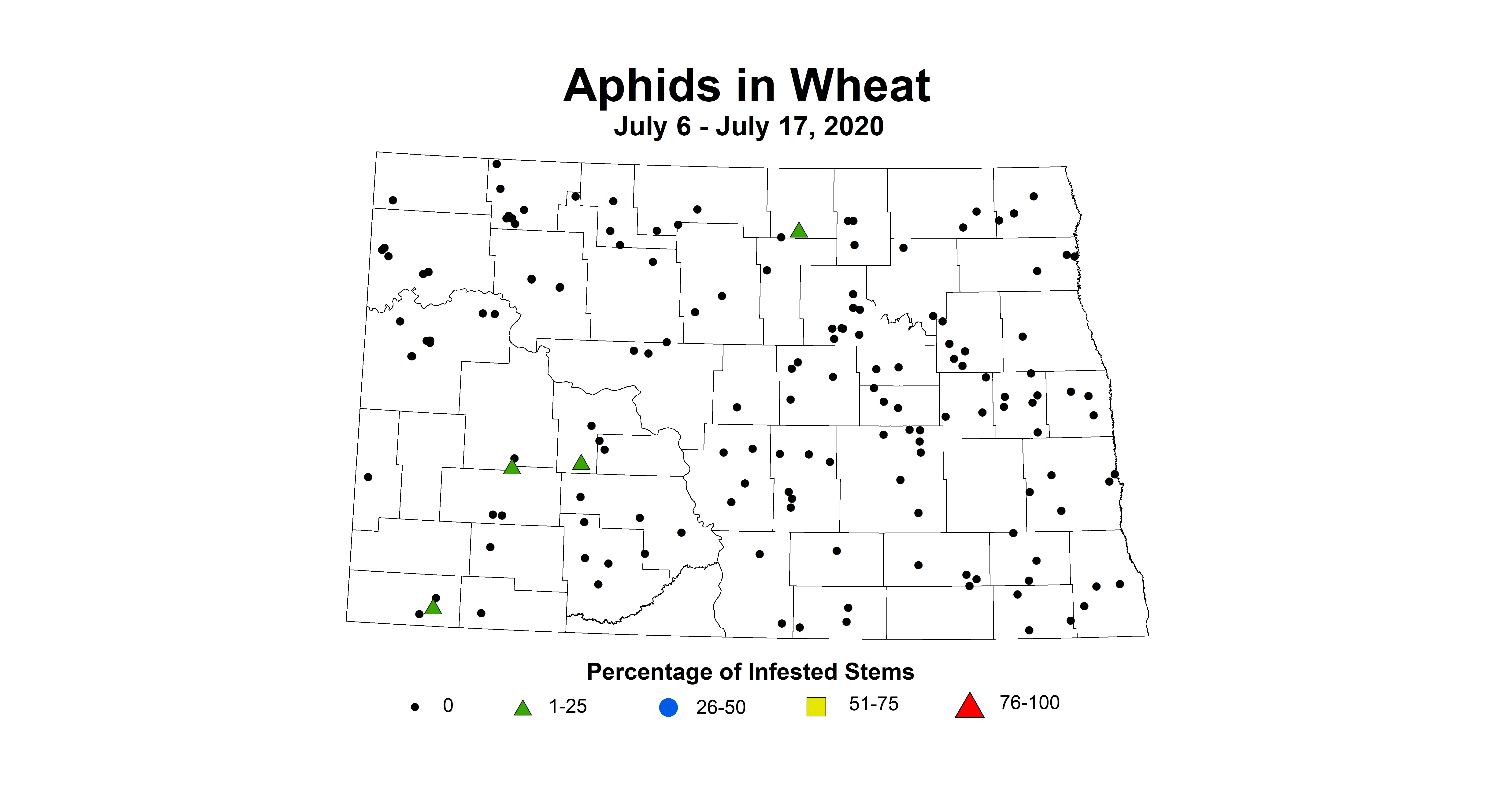 aphid