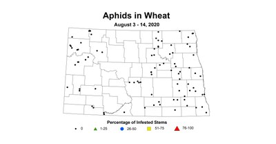 aphid