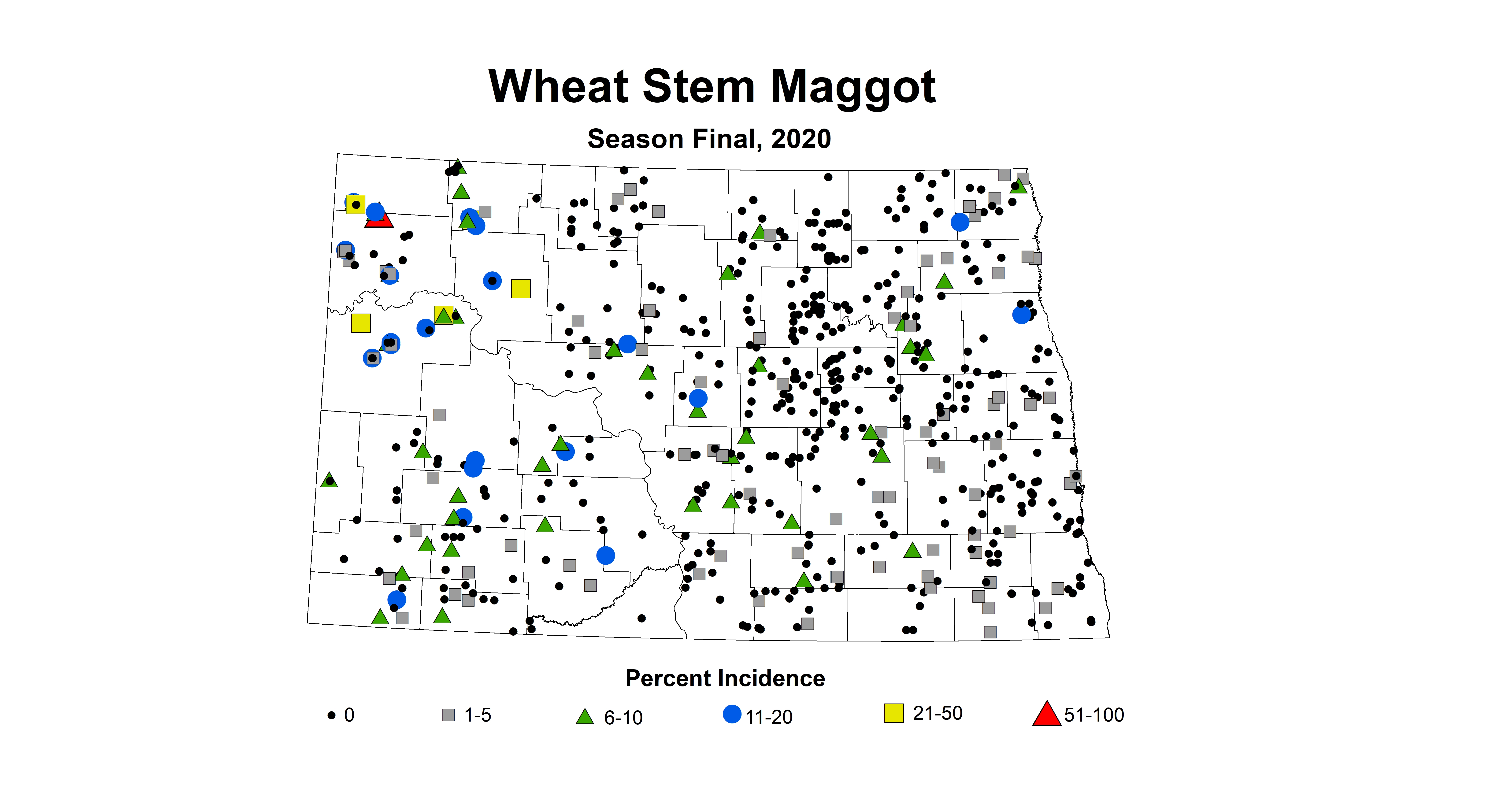 maggot
