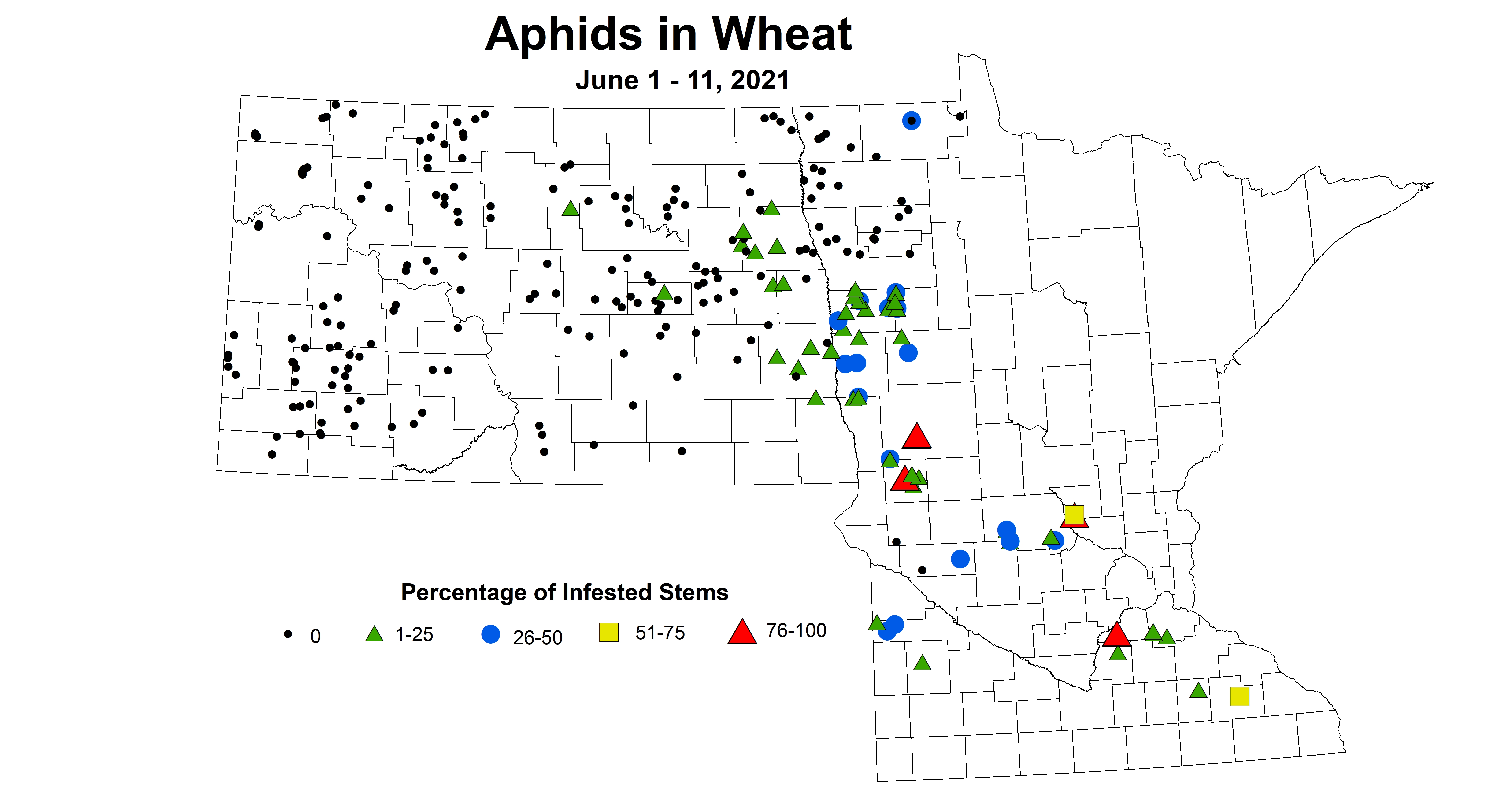 wheatAphids6.1 6.11