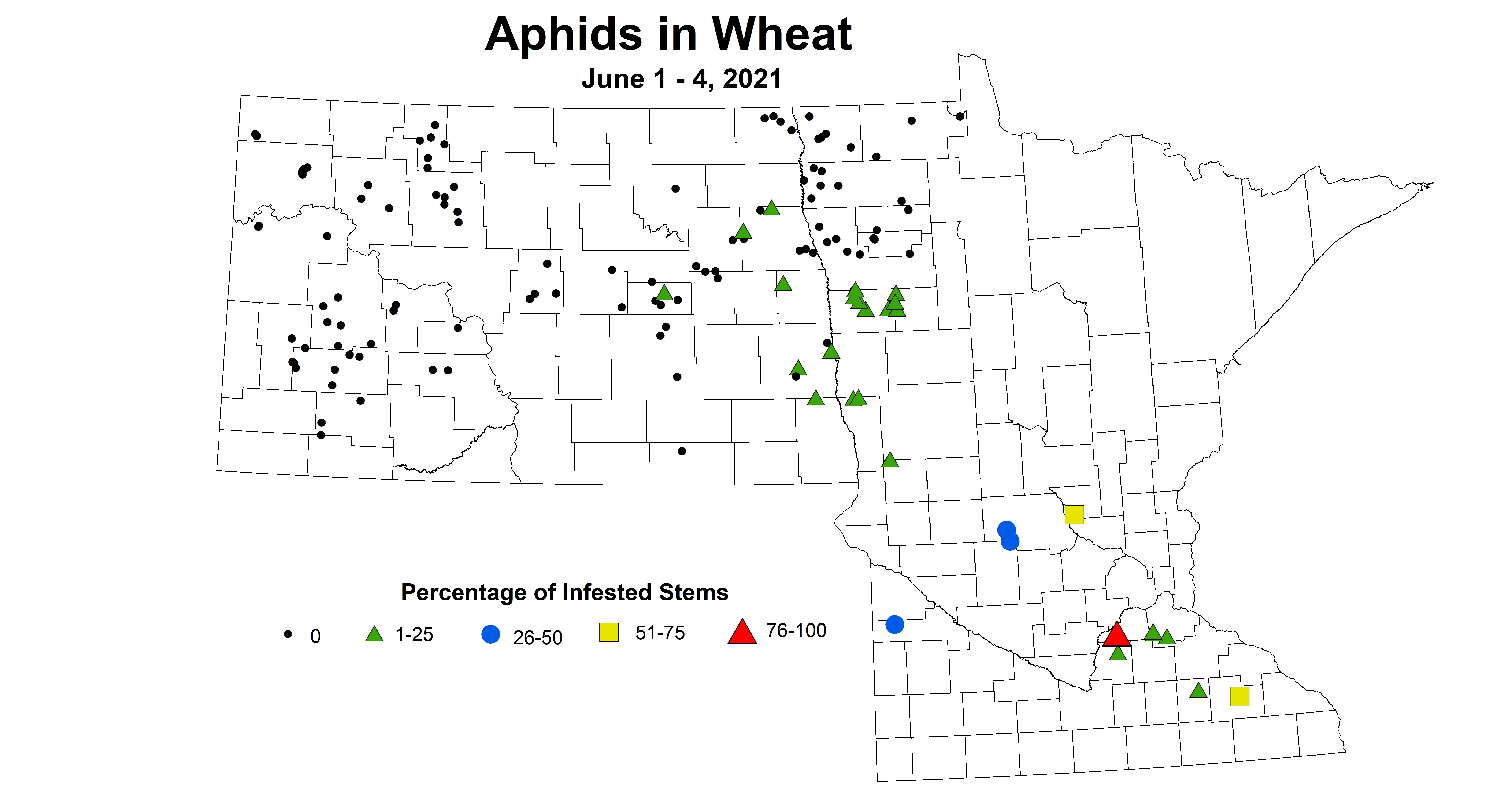 wheatAphids6.1 6.4