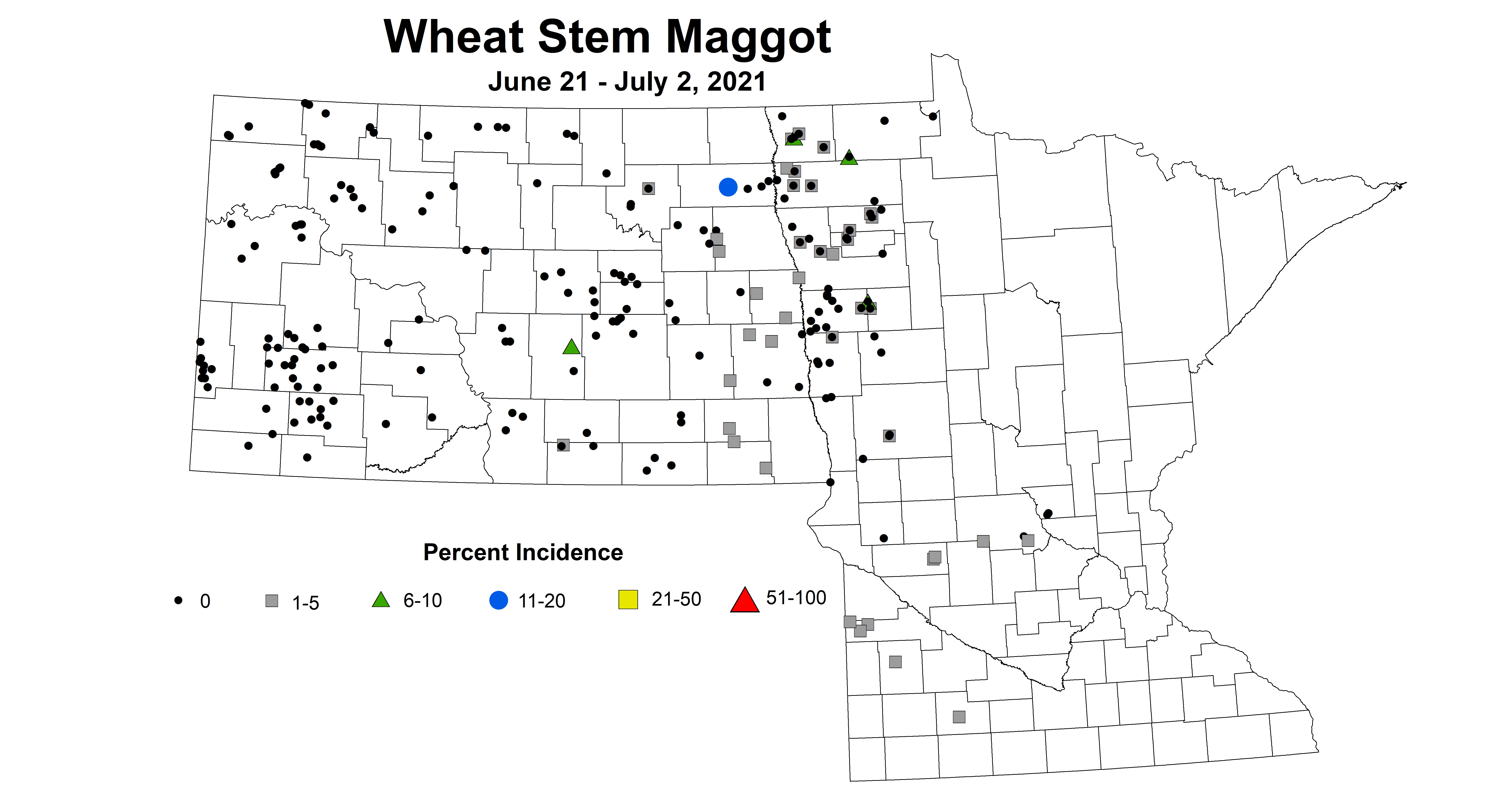maggot