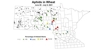 aphids