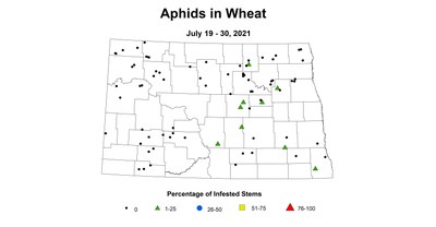 aphid
