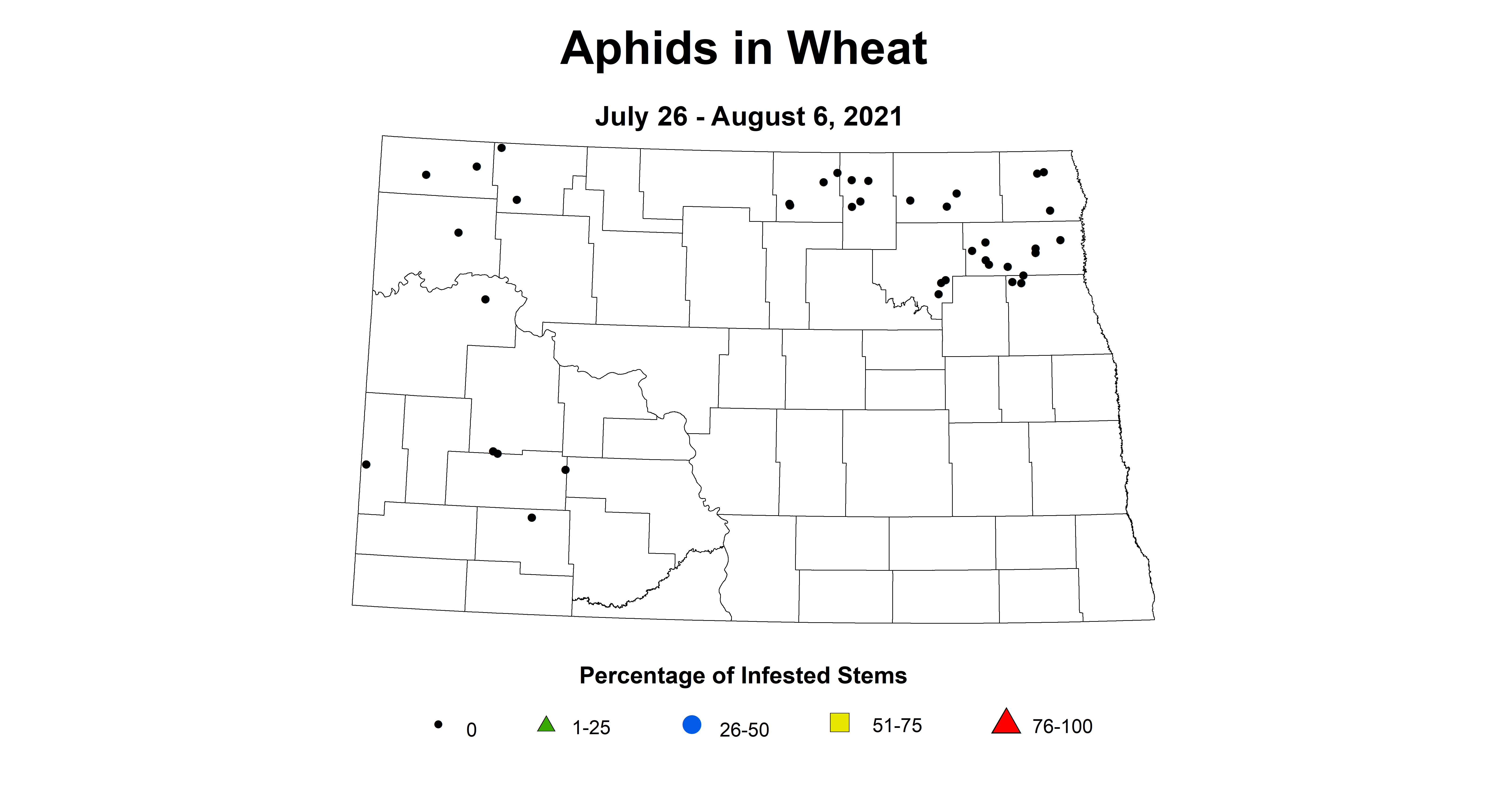aphid