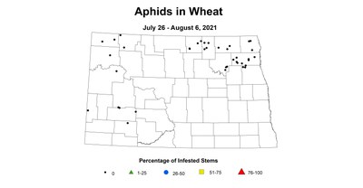 aphid