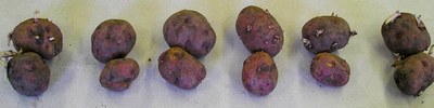 Tuber sprout inhibition Tuber sprout inhibition