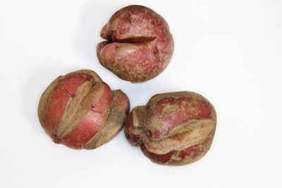 Cracking tuber Cracking tuber