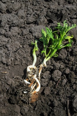 sprout malformation sprout malformation