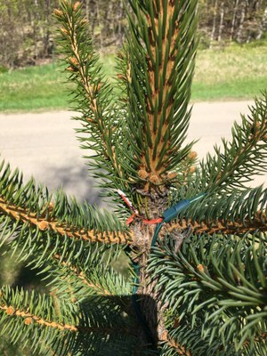Christmas lights 2 Twist tie on tree