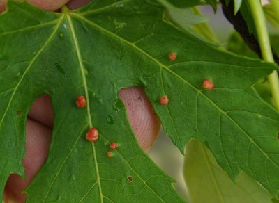 Leaf gall - 2017 Maple bladder gall mite, silver maple, NDSU campus, May 2017
