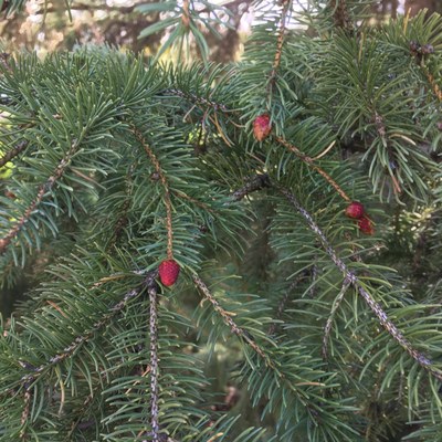 Spruce pollen cone 1 Spruce pollen cone 1