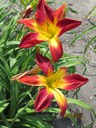NDSU Horticulture Field Day Set for July 22