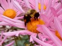 Bee on aster