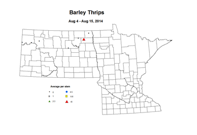 8 4 8 15 Barley Thrips