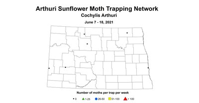 arthuriSunflowerMoth 6.7 6.18