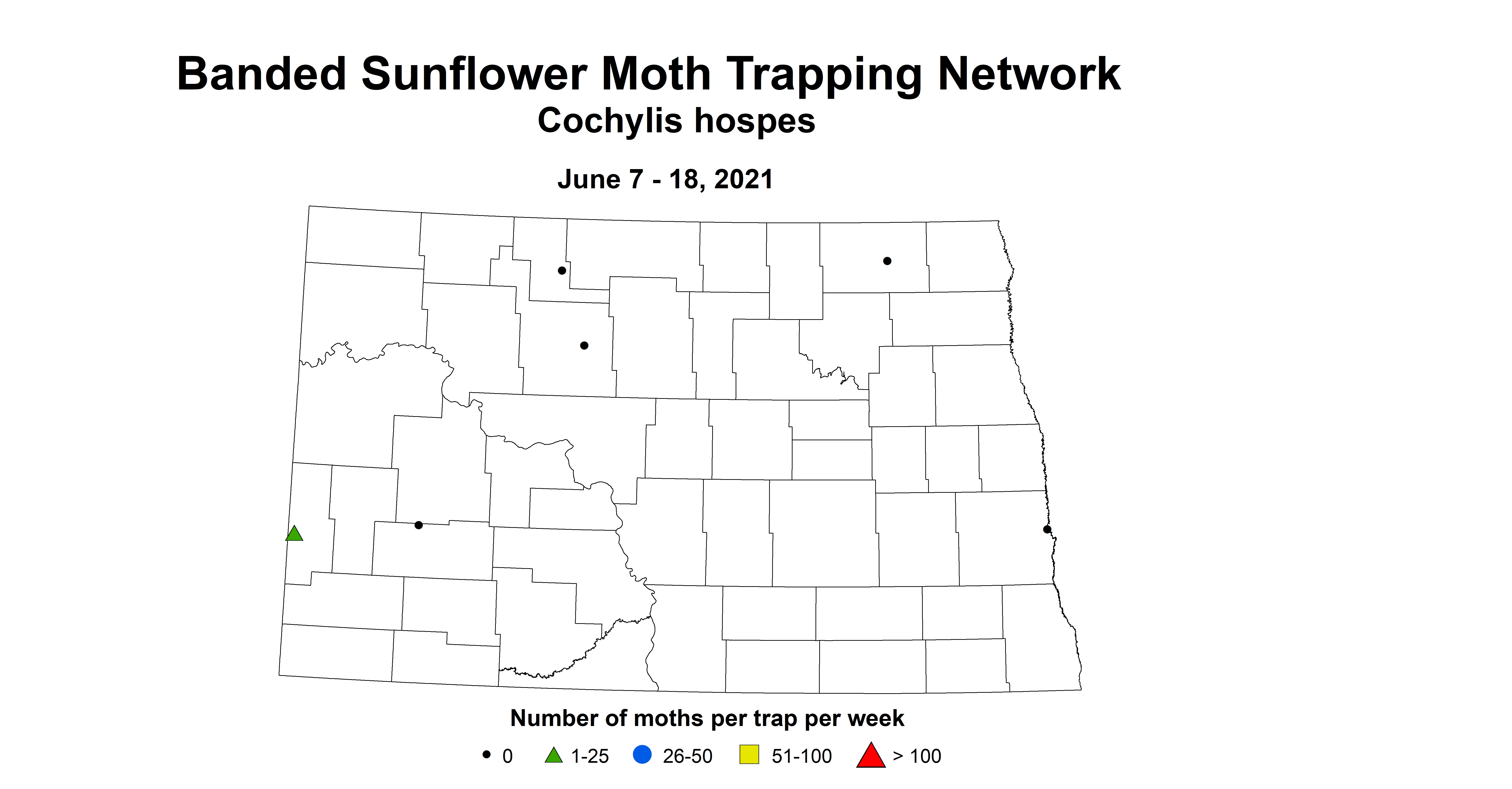 bandedSunflowerMoth 6.7 6.18