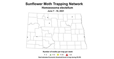 sunflowerMoth 6.7 6.18